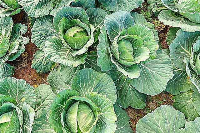 Description of mid-season cabbage varieties