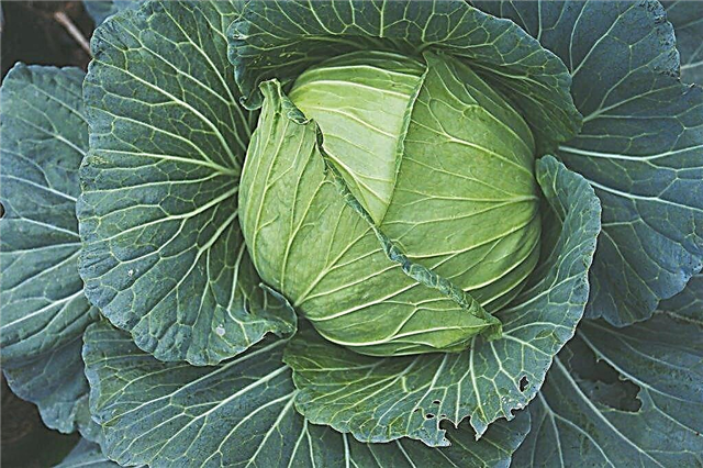 Characteristics of the cabbage of the variety Praktor F1