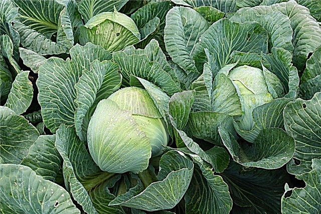 Characteristics of early cabbage varieties Akira f1