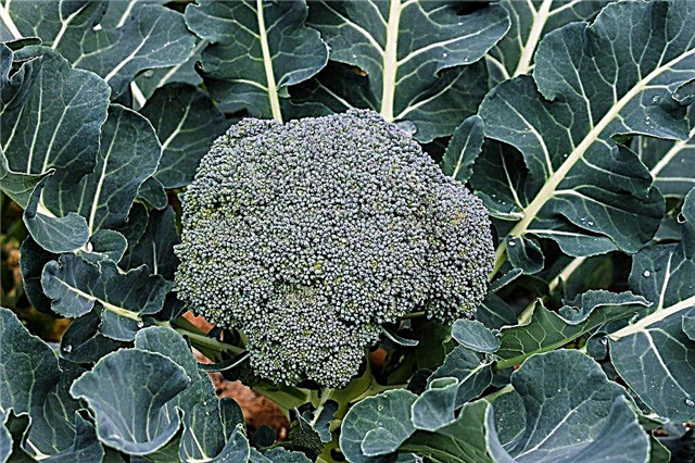 Reglas para plantar y cuidar la col de brócoli
