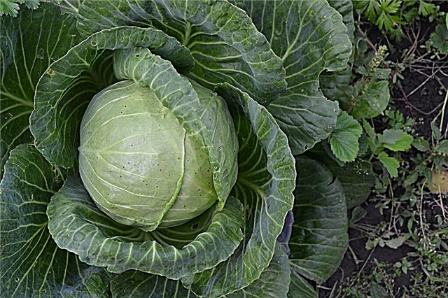 Characteristics of Megaton white cabbage