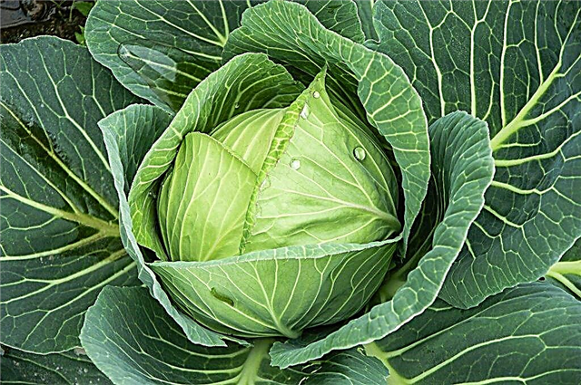 Characteristics of white cabbage