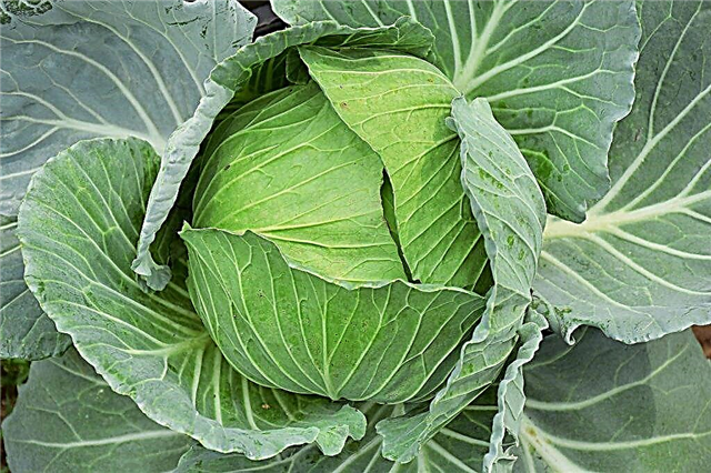 Characteristics of cabbage variety Atria f1