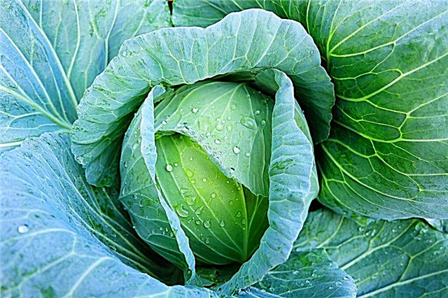 Description of the Lennox cabbage variety