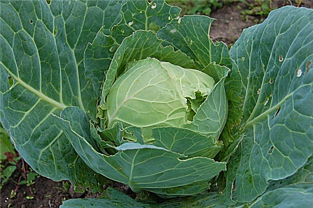 Characteristics of Hurricane cabbage