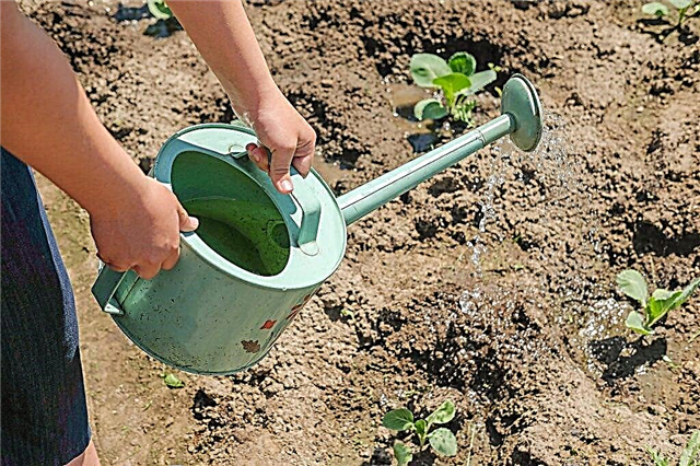 Watering cabbage with fertilizers