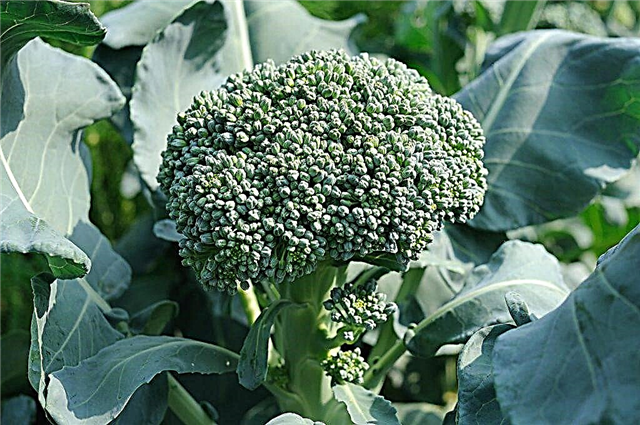 Opis brokolijevega zelja Marathon f1