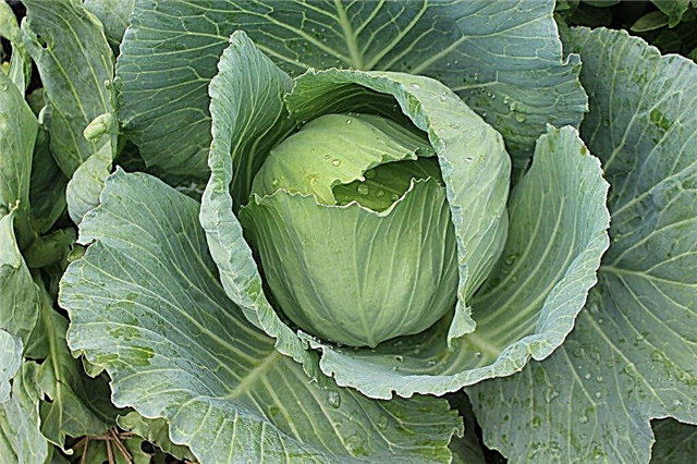Characteristics of cabbage variety Pandion F1