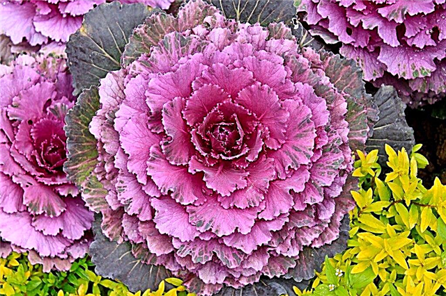 Technology for growing ornamental cabbage