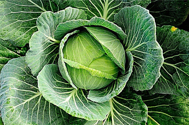 Description of Creumont cabbage