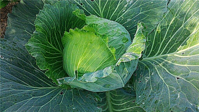 Description of cabbage variety Malachite
