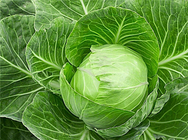 Description of Cyclops cabbage