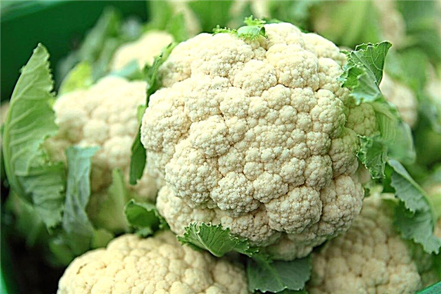 Description of the best varieties of cauliflower