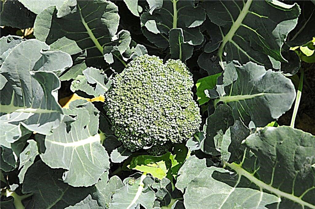 Description of green magic broccoli cabbage