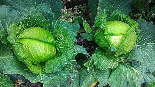 Description of cabbage variety Gribovskaya
