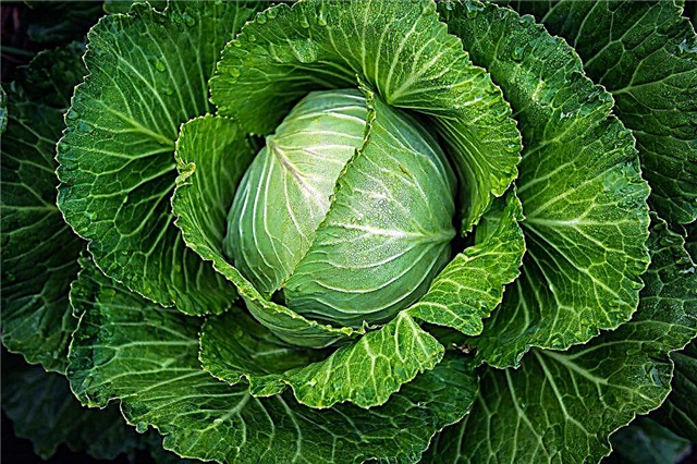 Characteristics of cabbage varieties Sugar crunch