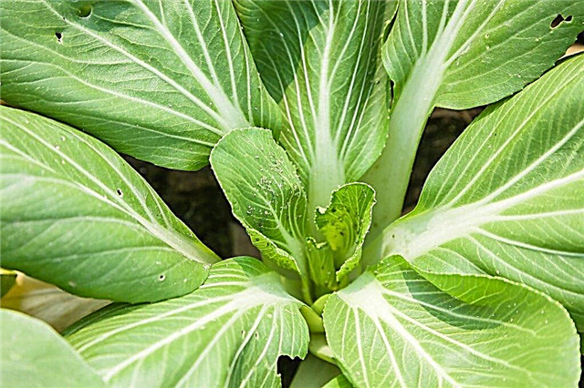 Characteristics of forage cabbage