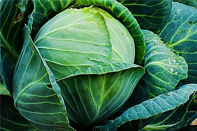 Description of the best varieties of late cabbage