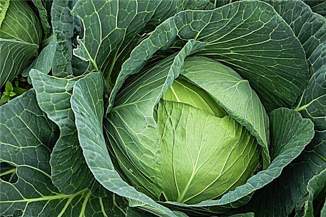 Description of Menza cabbage