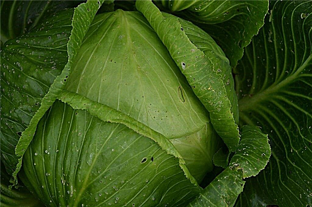 Description of the Languedaker cabbage