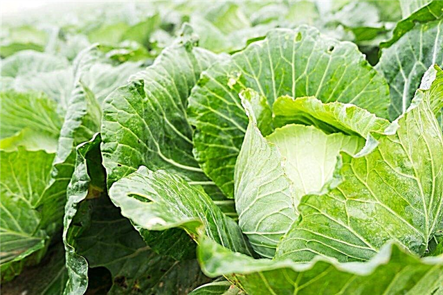 Characteristics of the cabbage variety Golden hectare