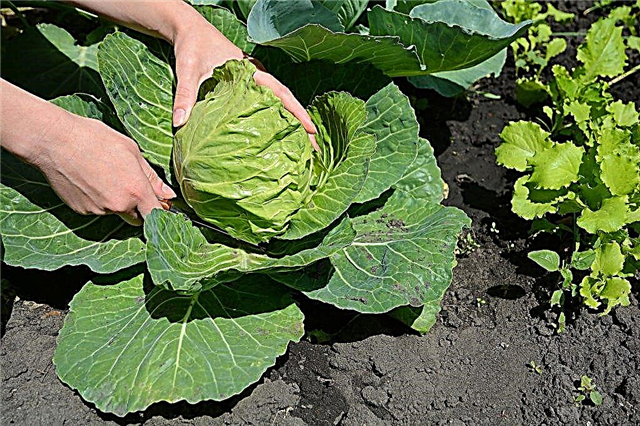 Description of the June cabbage variety