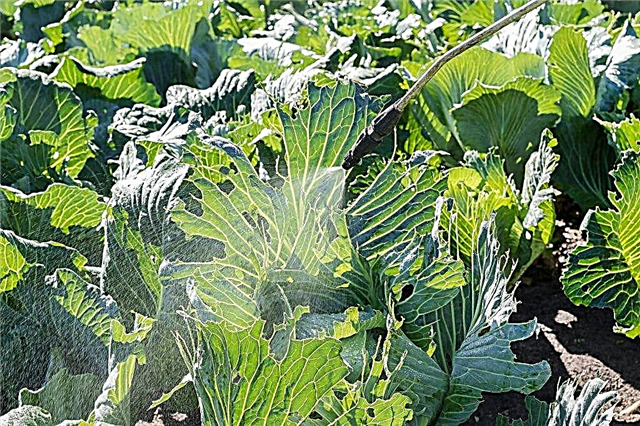 Spraying cabbage with valerian
