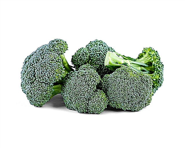 Rules for growing broccoli in the Moscow region
