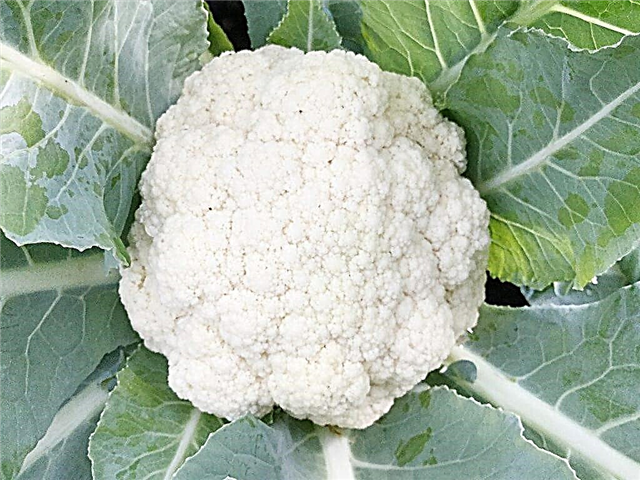 Cauliflower Alpha