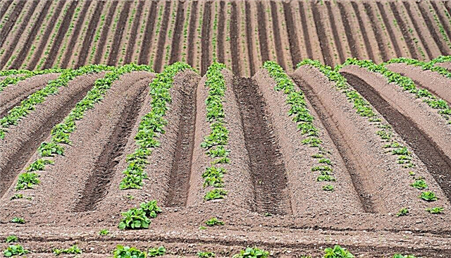 Zasady sadzenia ziemniaków na redlinach