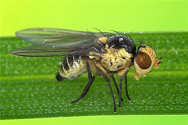 Métodos de control de la mosca de la col