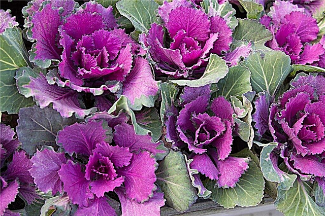 Unusual varieties of ornamental cabbage