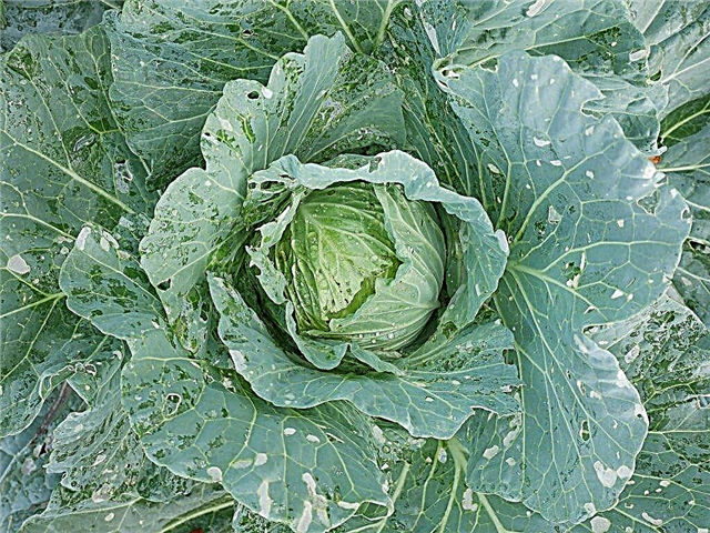 Pest and disease control of cabbage in the open field