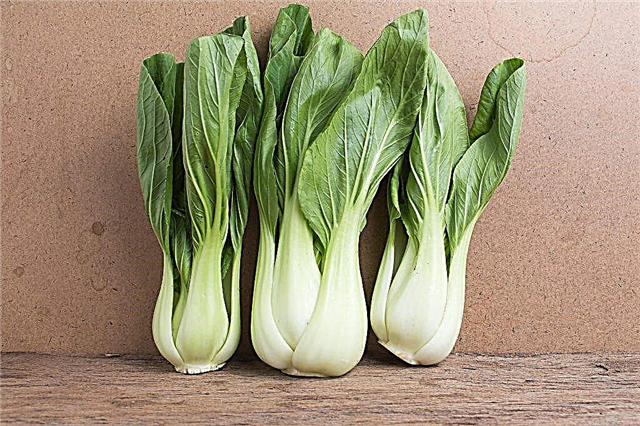 Rules for growing pak-choy cabbage