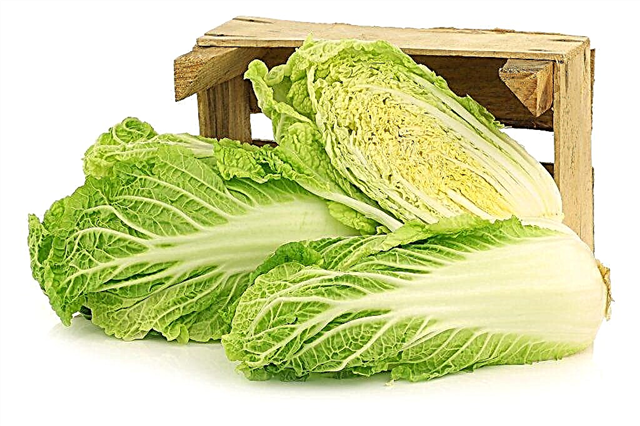 Cultivation of Chinese cabbage in the Urals