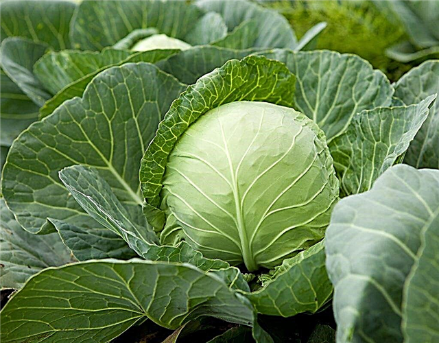 Features of Jubilee cabbage