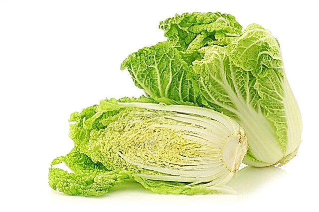 Characteristics of Chinese cabbage