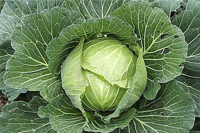 Characteristics of Etma F1 cabbage