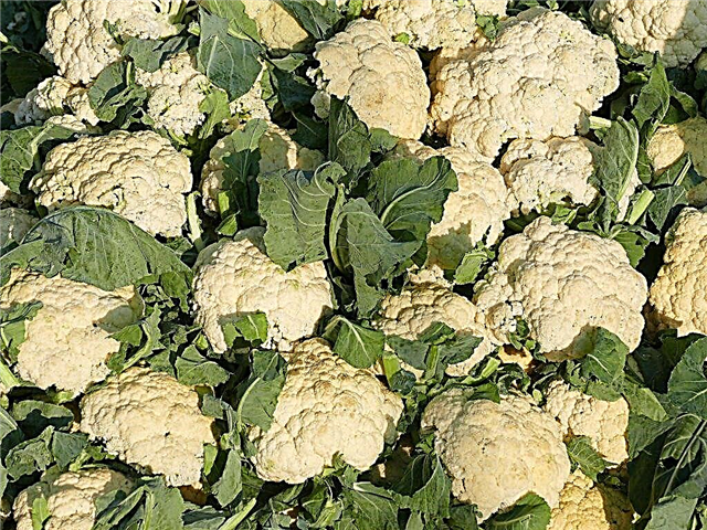 Rules for storing cauliflower at home