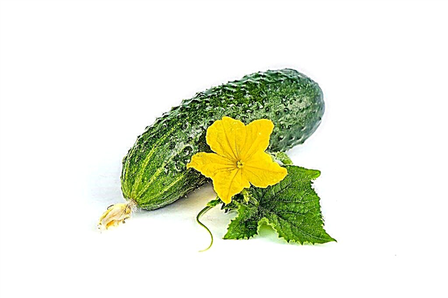 Description of varieties of cucumbers with the letter E