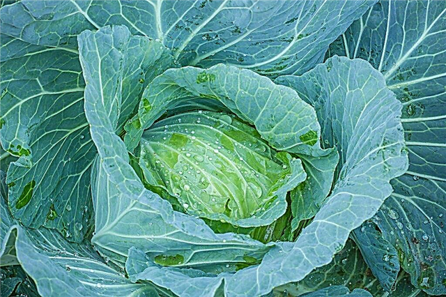 Characteristics of cabbage variety Prestige f1
