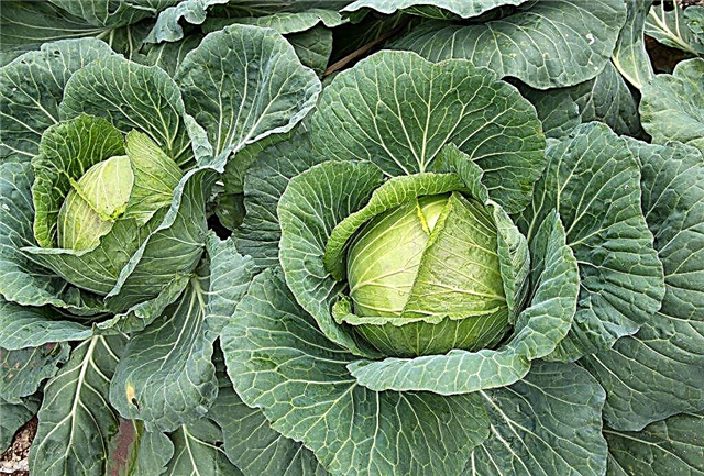Characteristics of the Krautkaiser cabbage