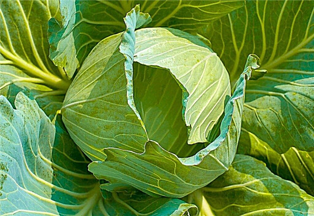 Description of Cabbage Transfer