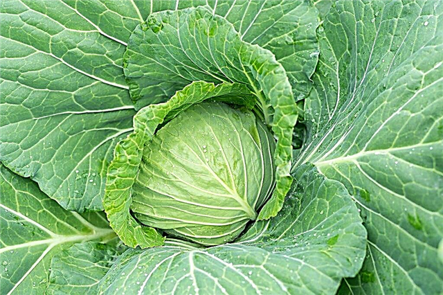 Characteristics of Snow White cabbage