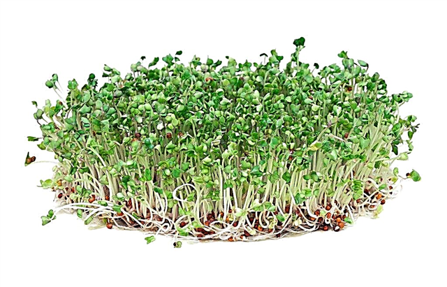 The benefits of broccoli sprouts and their cultivation