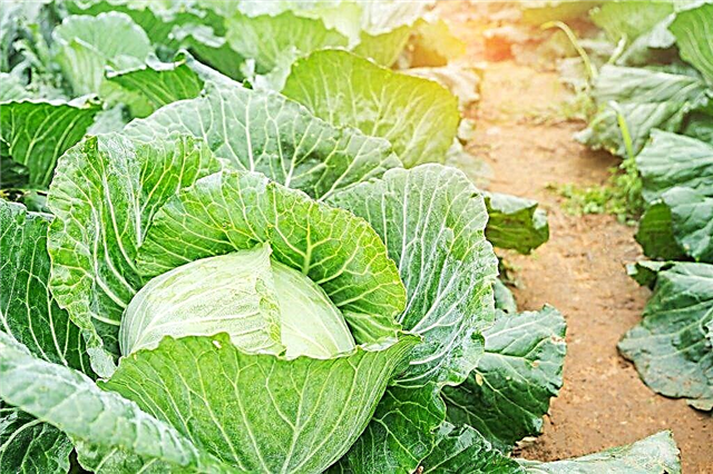 Cabbage variety Miracle on Record