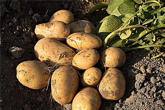 Characteristics of Labadia potatoes