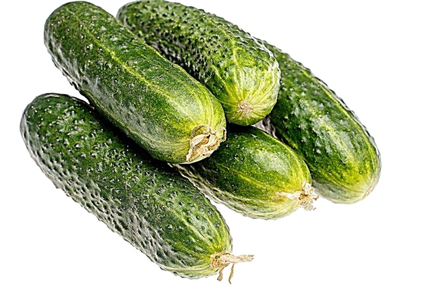 Description of varieties of cucumbers with the letter C