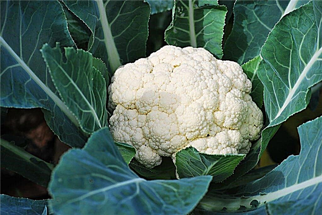 Description of cauliflower Movir 74