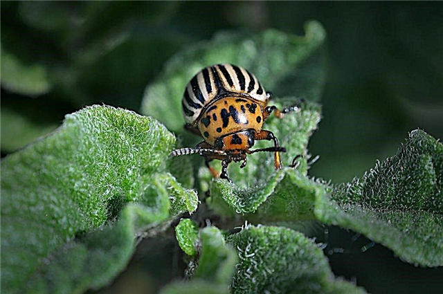 Application of the Beetle Eater from the Colorado potato beetle